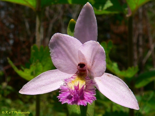 {Pogonia ophioglossoides}
